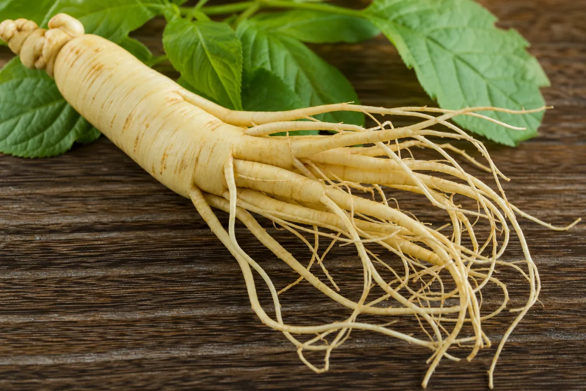 Close-up of american ginseng