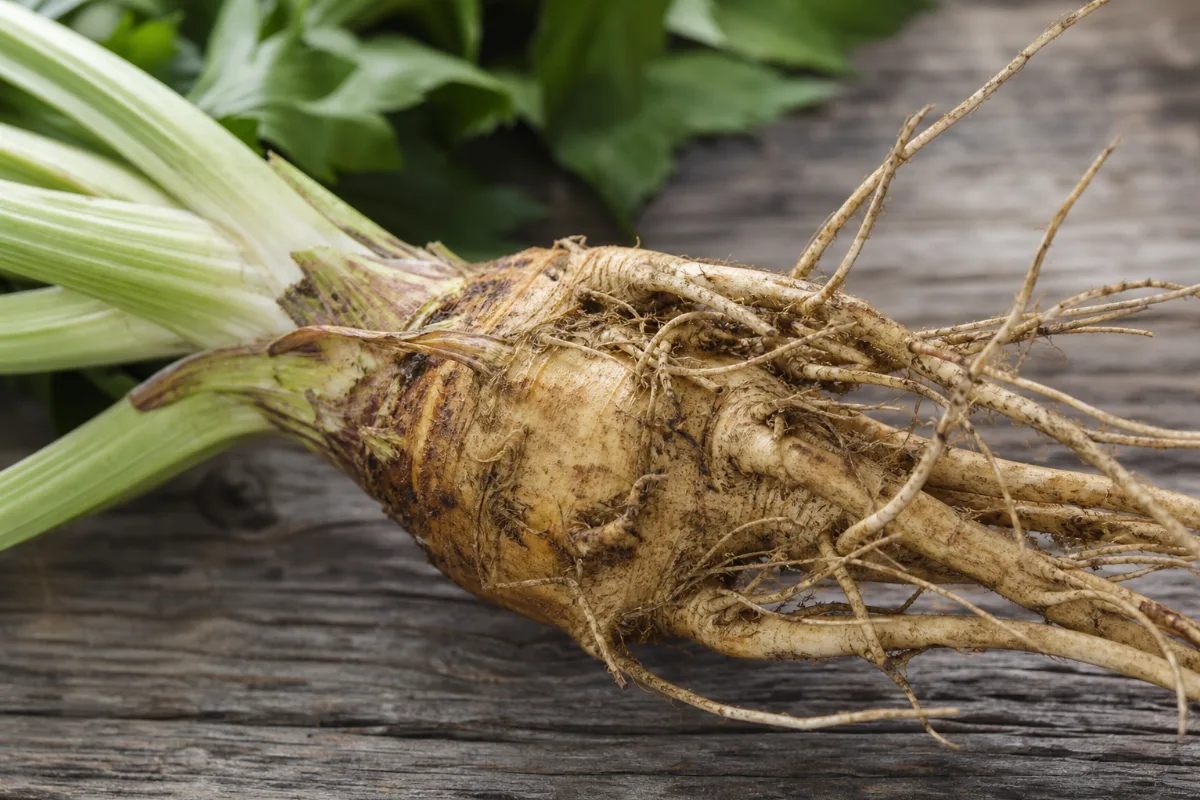 Close-up of garden angelica (Angelica archangelica) root
