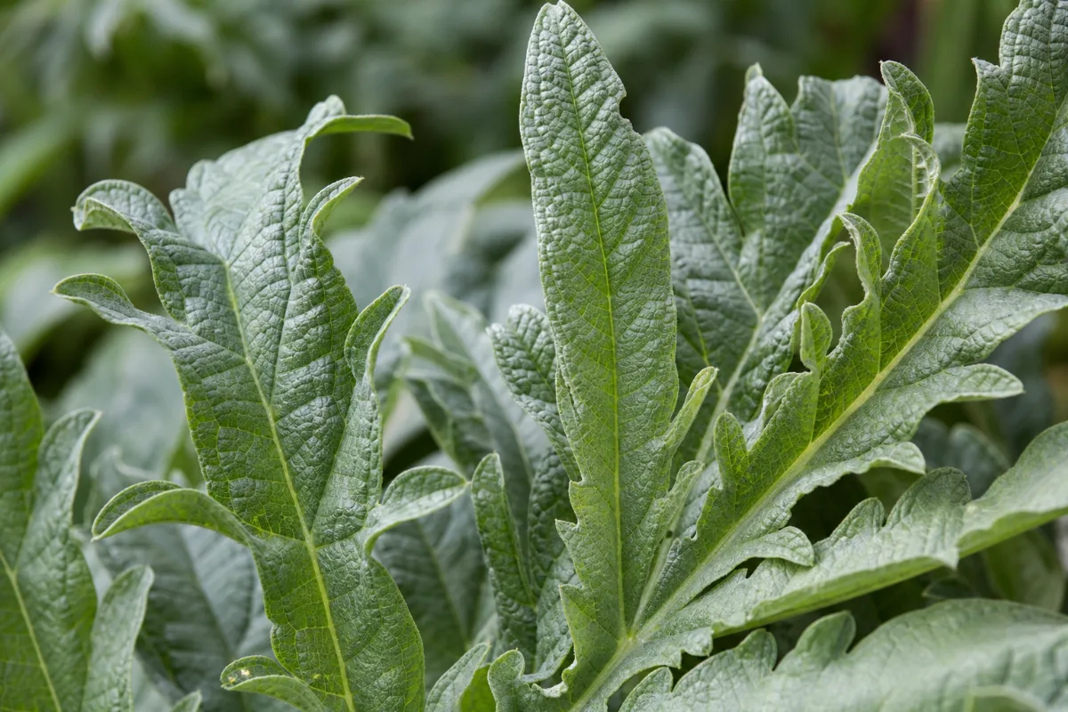 Close-up of artichoke leaf (cynara cardunculus): uses, evidence and safety