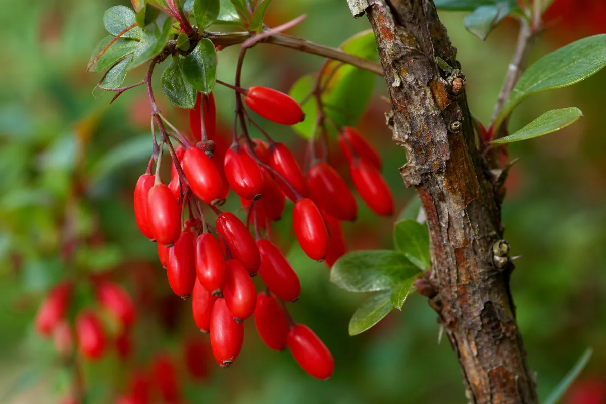 Close-up of barberry (berberis vulgaris): uses, evidence and safety