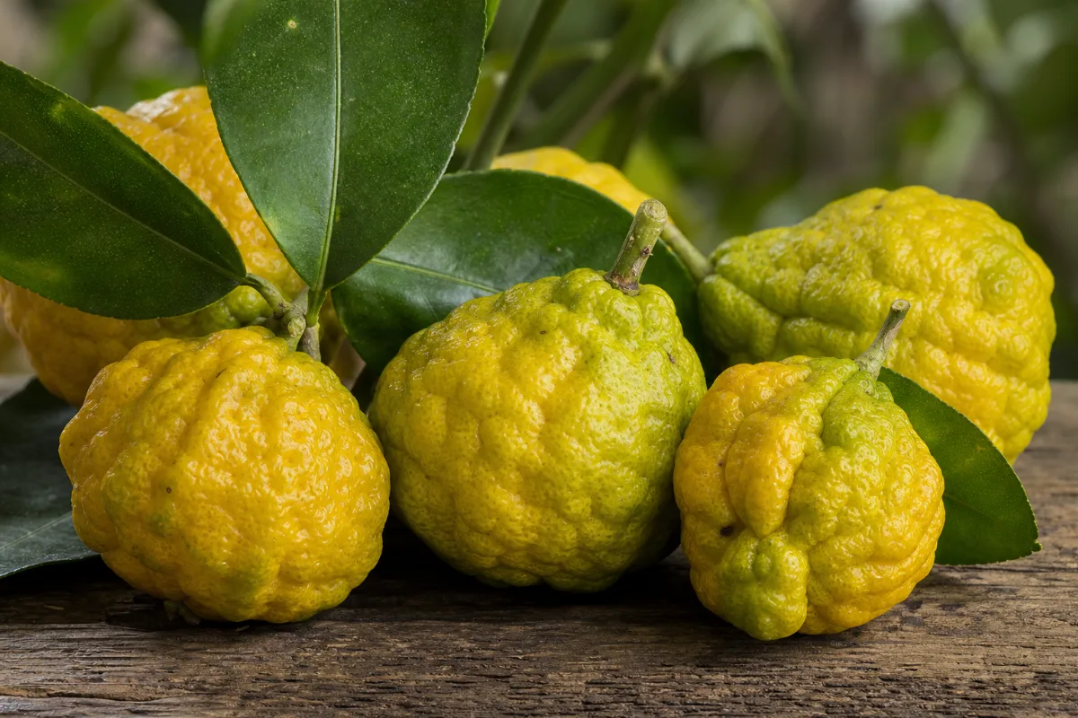 Bergamot fruit with leaves, peel strips and a bottle of bergamot oil