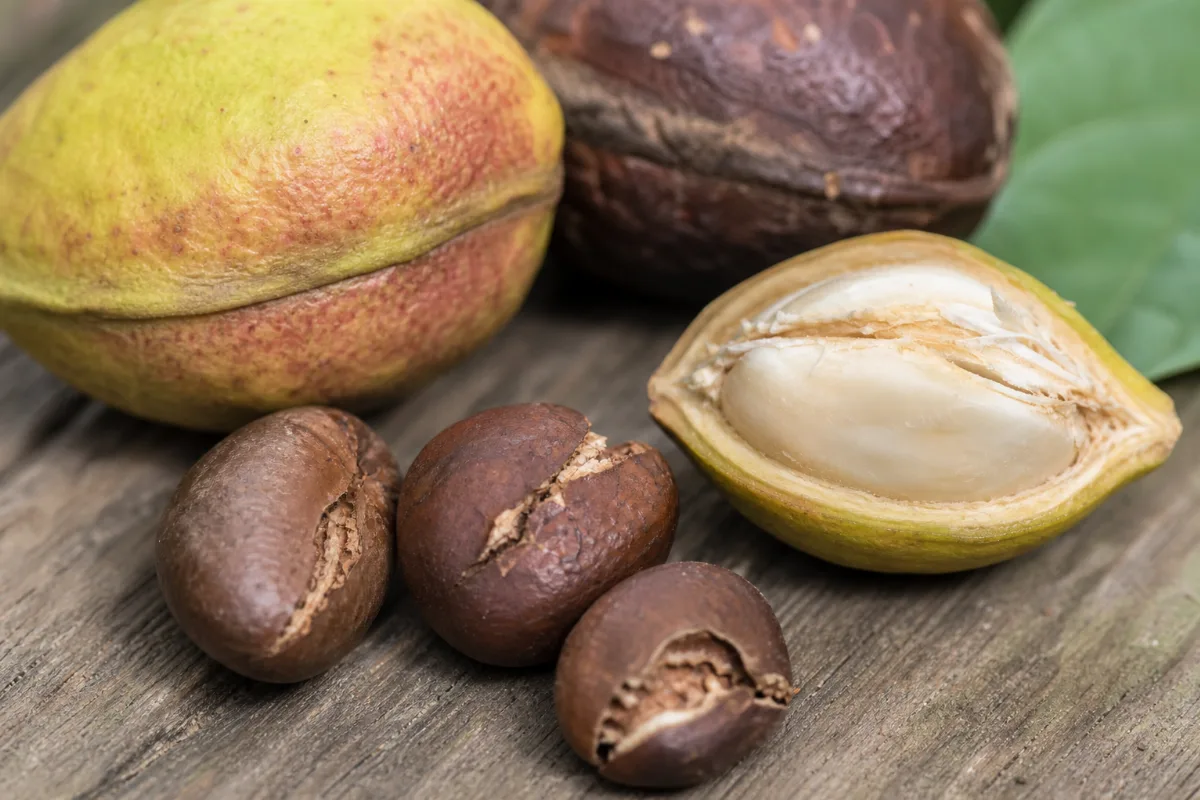 Bitter kola (Garcinia kola) seed