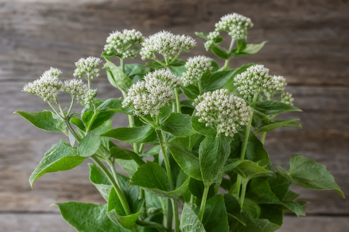 Boneset plant (Eupatorium perfoliatum)