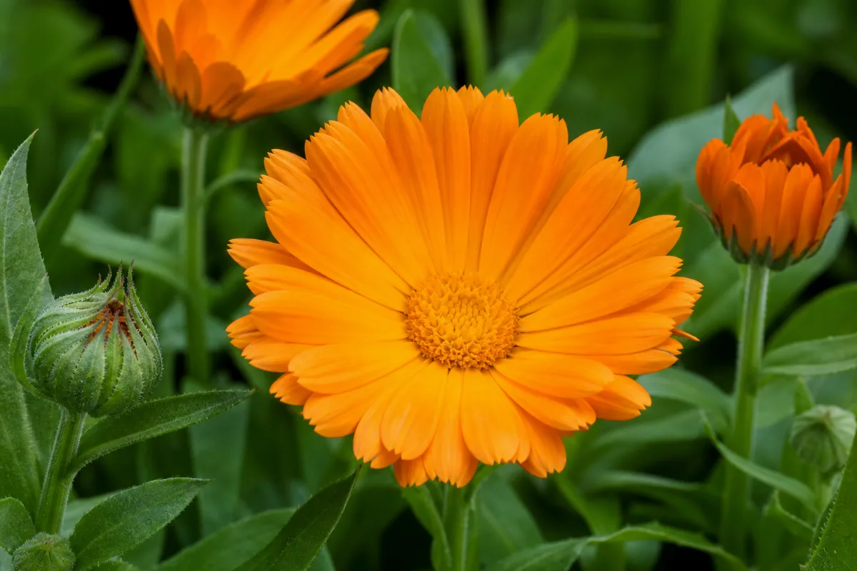 Close-up of calendula (calendula officinalis): uses, evidence and safety