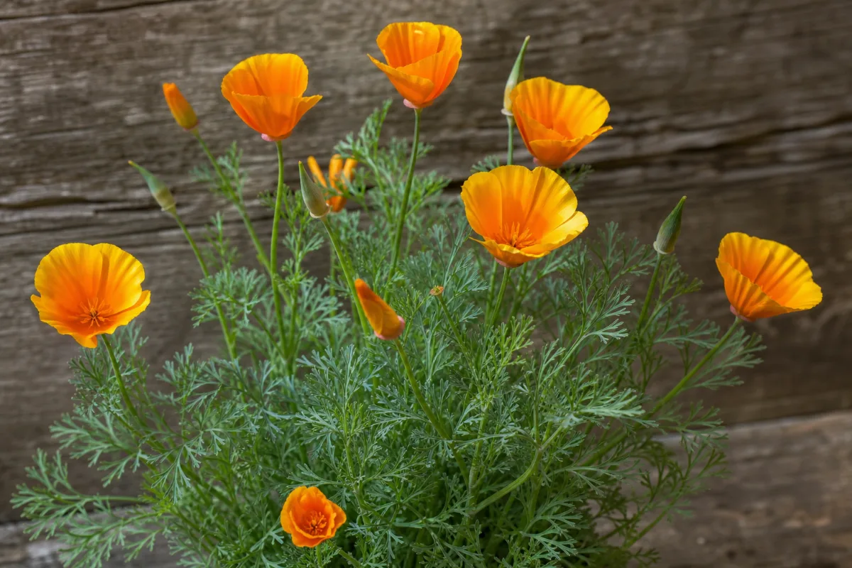 Close-up of california poppy (eschscholzia californica): uses, evidence and safety