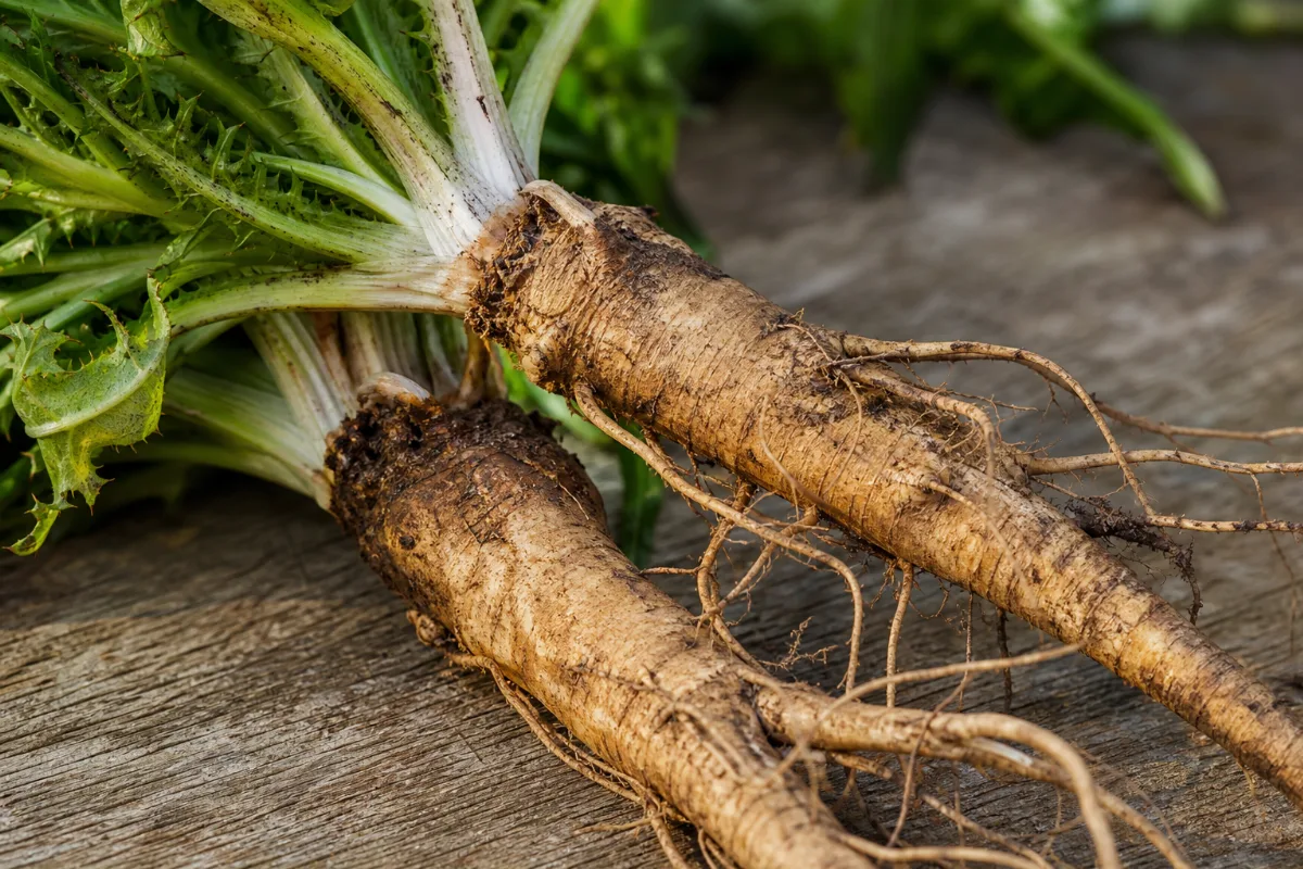 Close-up of chicory root (cichorium intybus): uses, evidence and safety