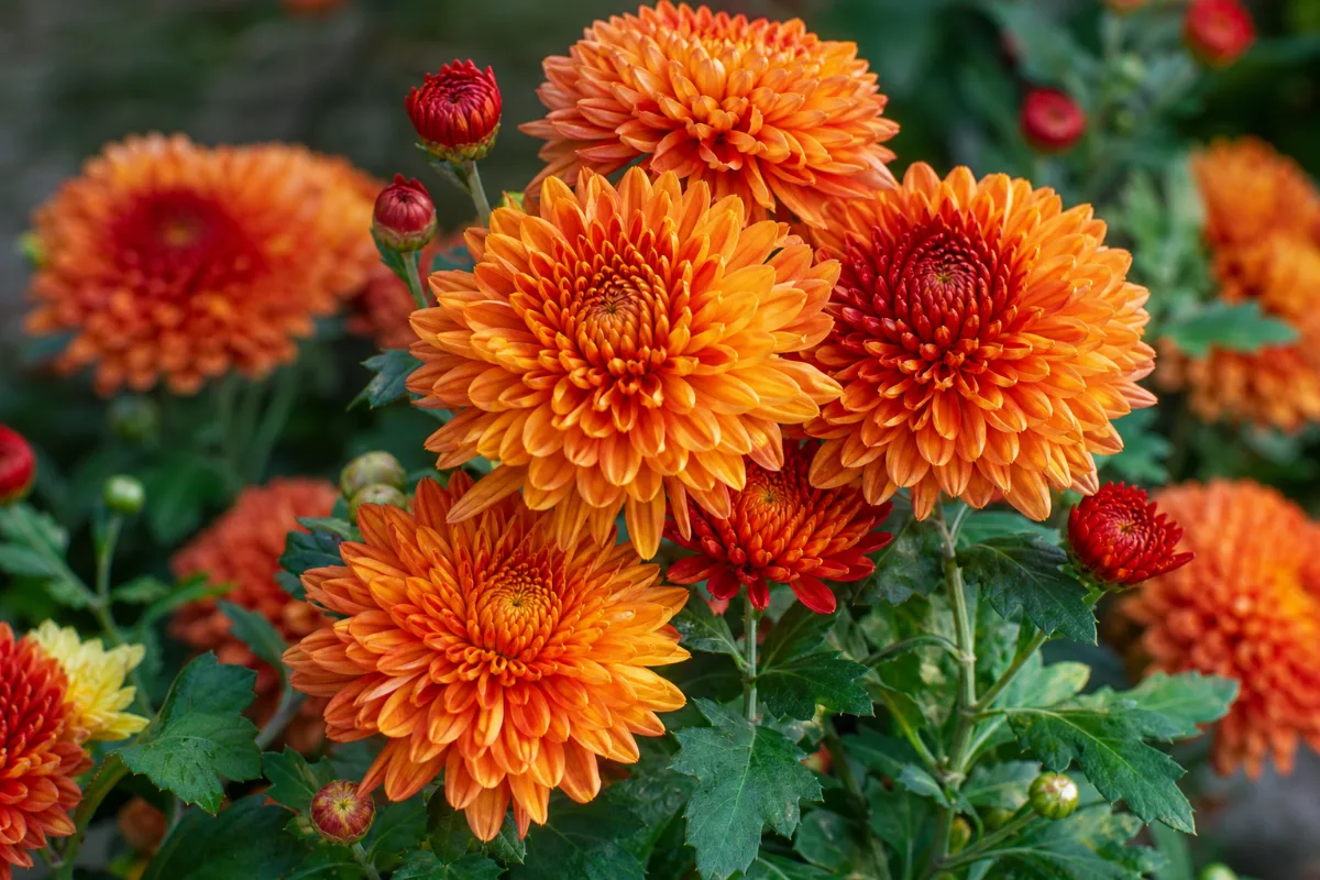 A glass cup of chrysanthemum tea beside dried chrysanthemum flower heads on a wooden table