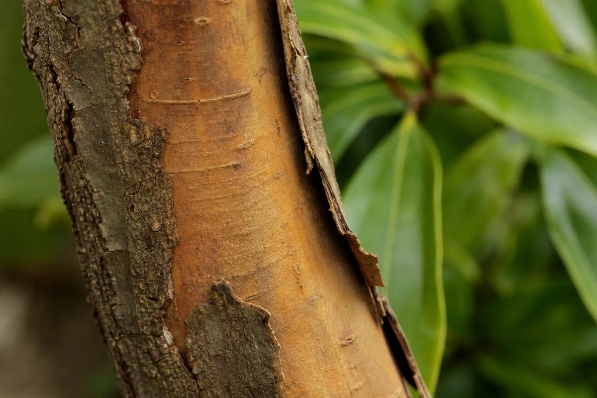 Close-up of cinnamon (cinnamomum verum (ceylon) and cinnamomum cassia): uses, evidence and safety