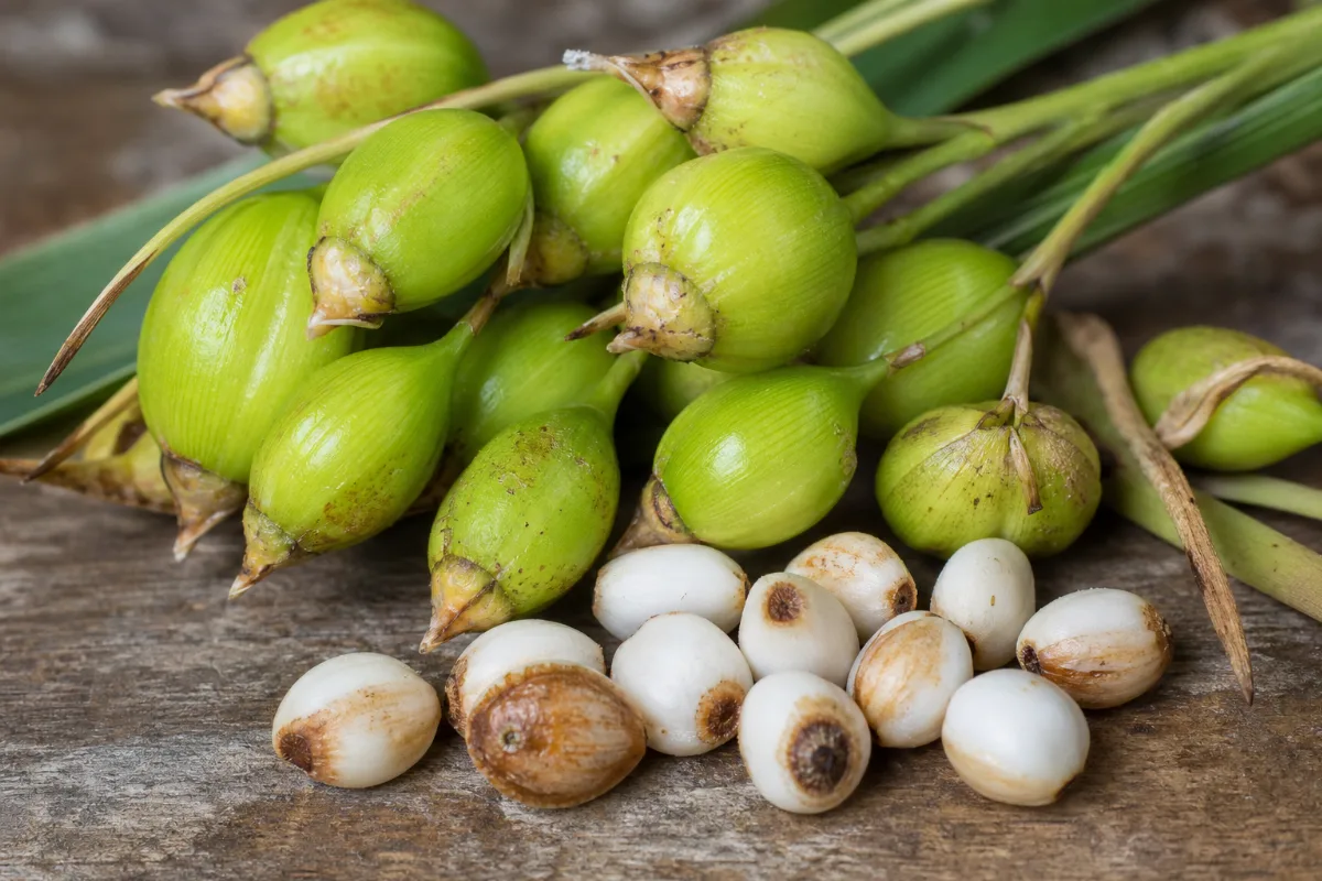 Job's tears (coix seed), the tear-shaped seeds of a tall grass
