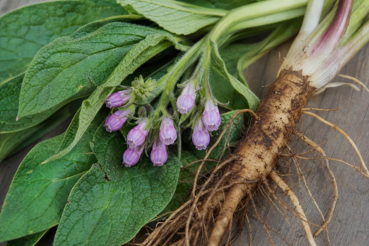 Close-up of comfrey (symphytum officinale): uses, evidence and safety