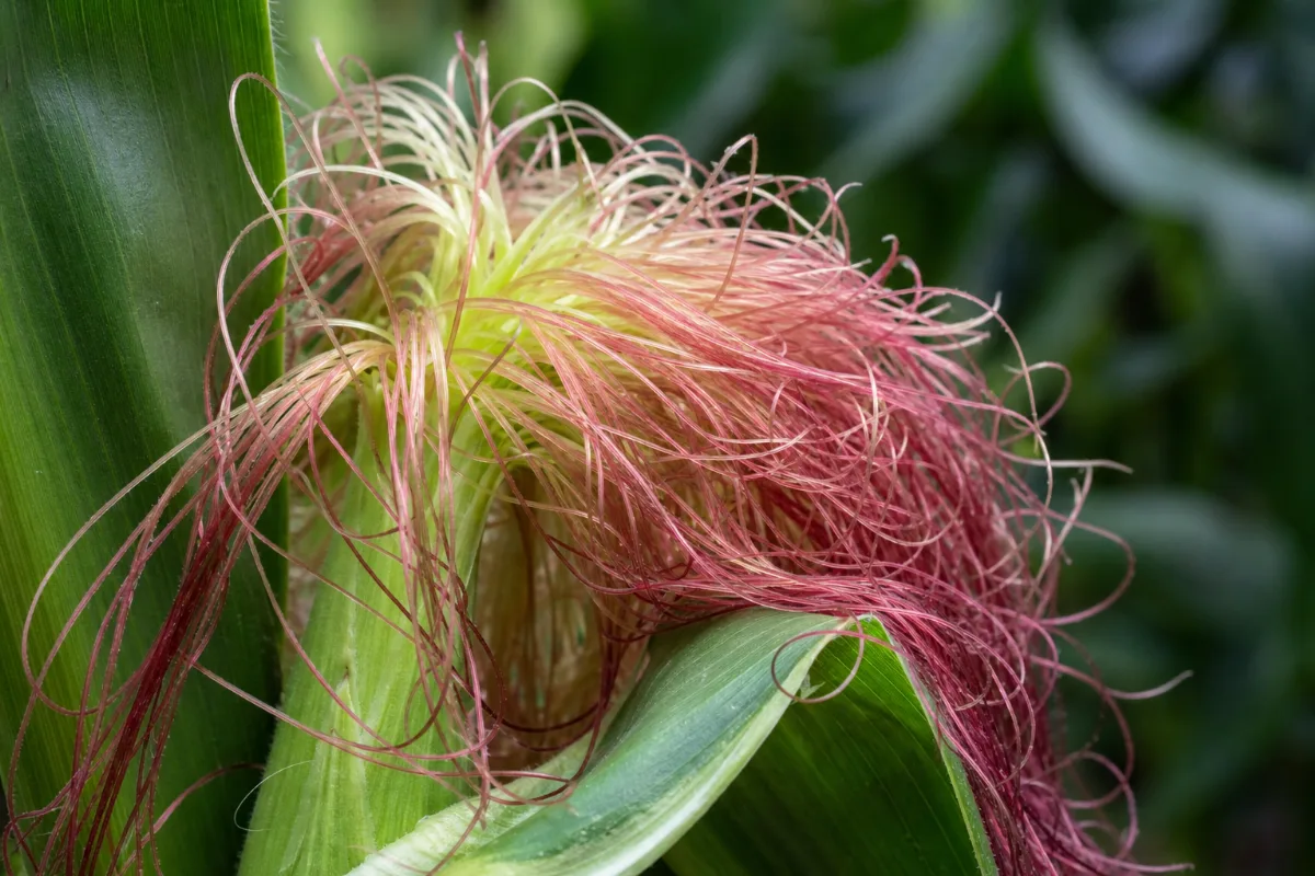 Corn silk threads on an ear of corn