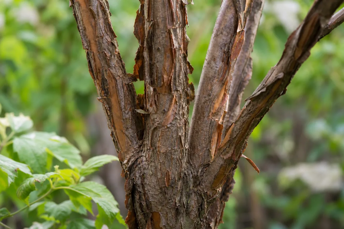 Cramp bark (Viburnum opulus)