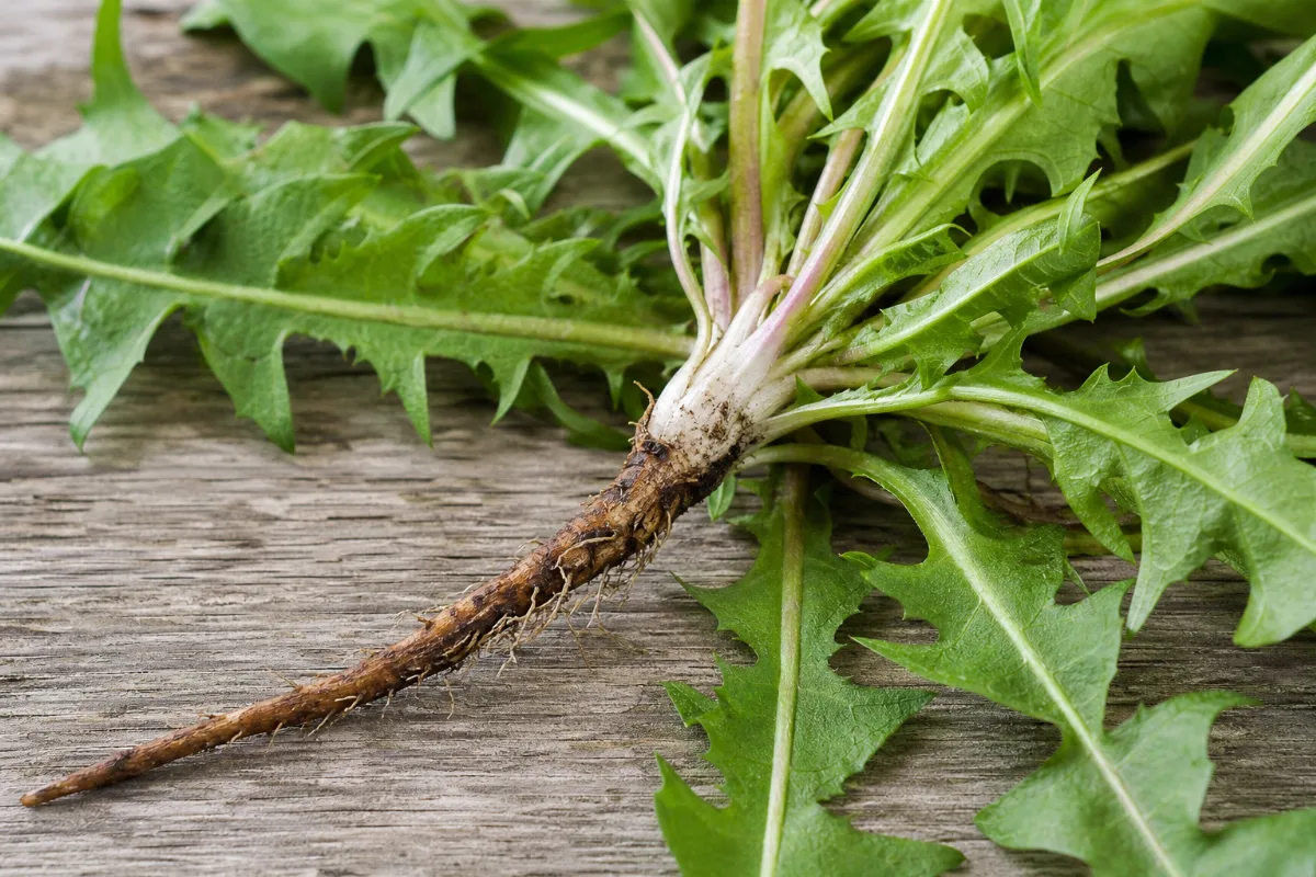 Close-up of dandelion (taraxacum officinale): uses, evidence and safety
