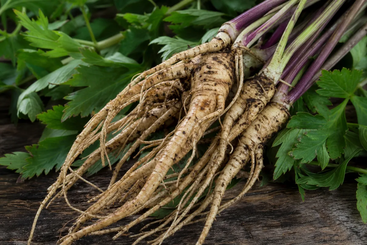 Close-up of dong quai (angelica sinensis) as a single herb: research and safety