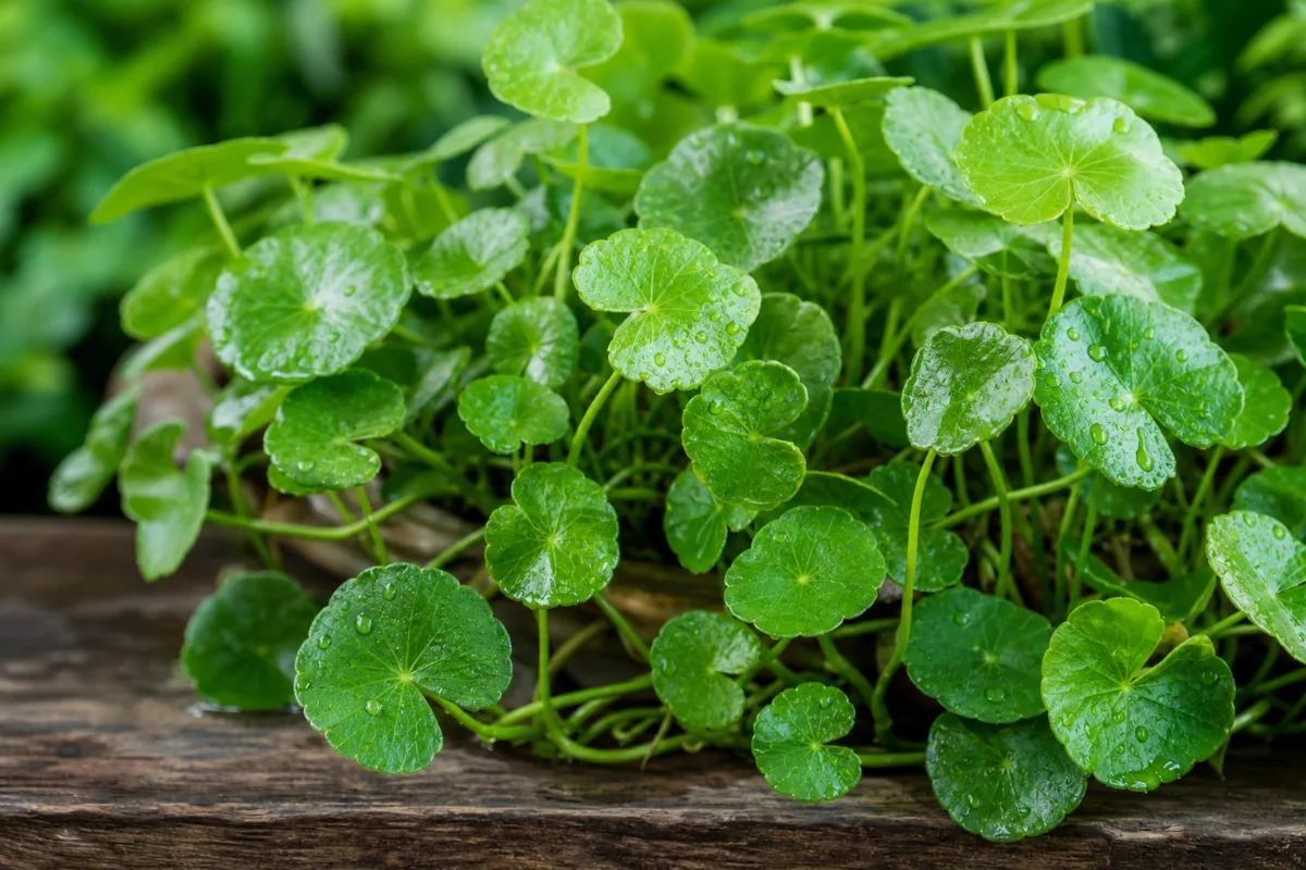 Close-up of gotu kola (centella asiatica): uses, evidence and safety