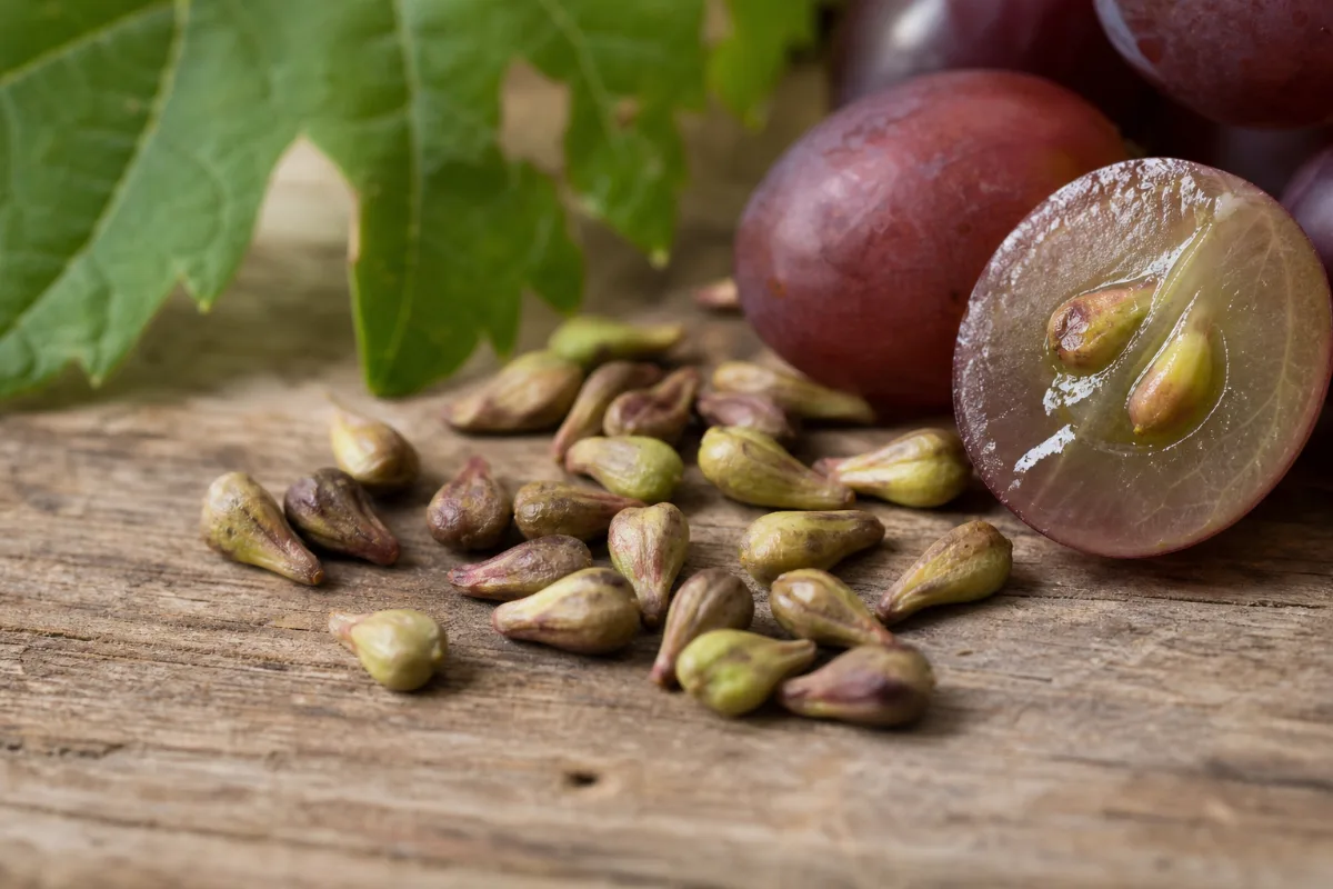 Close-up of grape seed (vitis vinifera): uses, evidence and safety