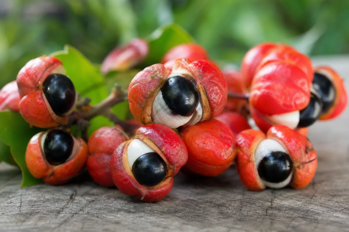 Close-up of guarana (paullinia cupana): uses, evidence and safety
