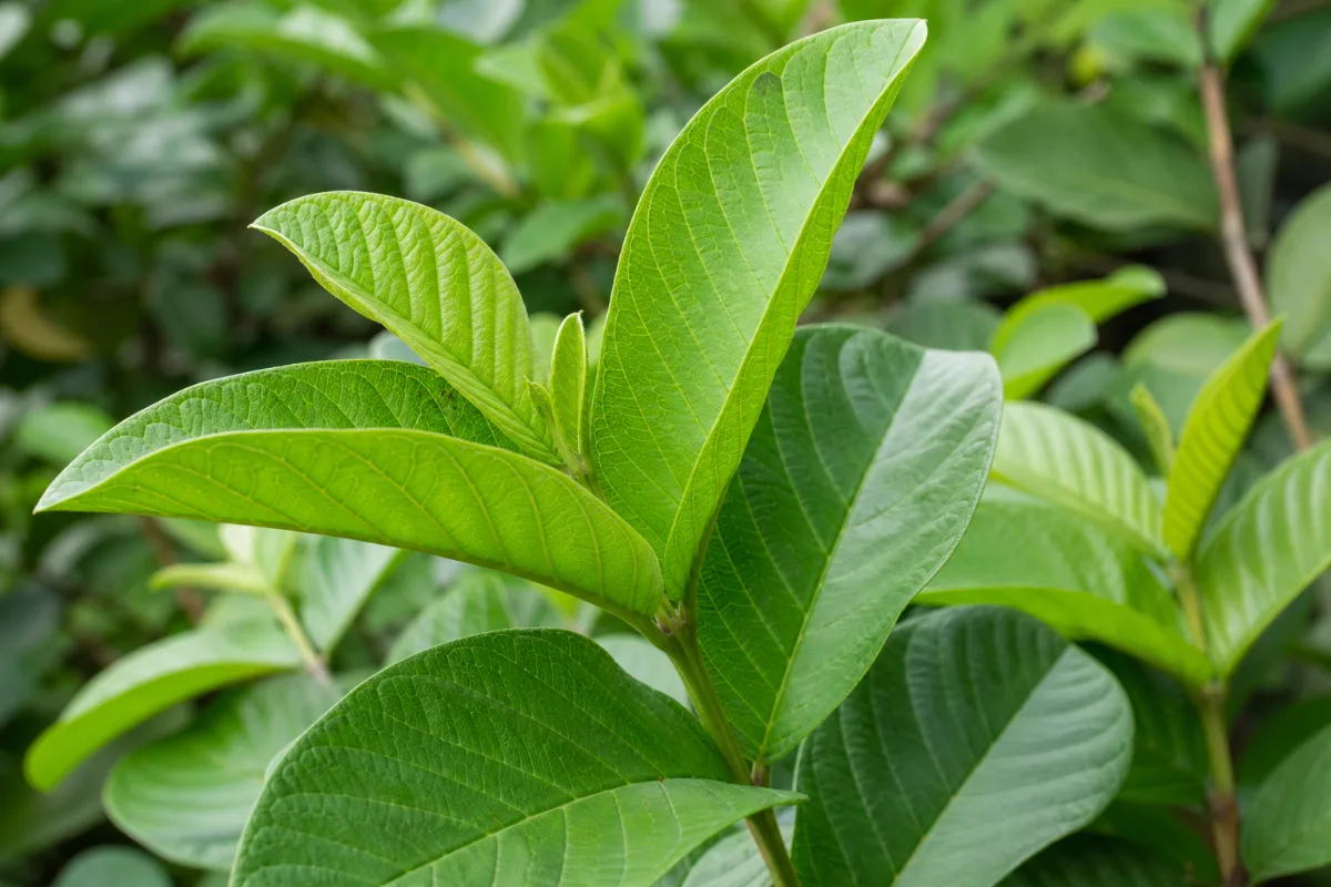 Close-up of guava leaf (psidium guajava): uses, evidence and safety