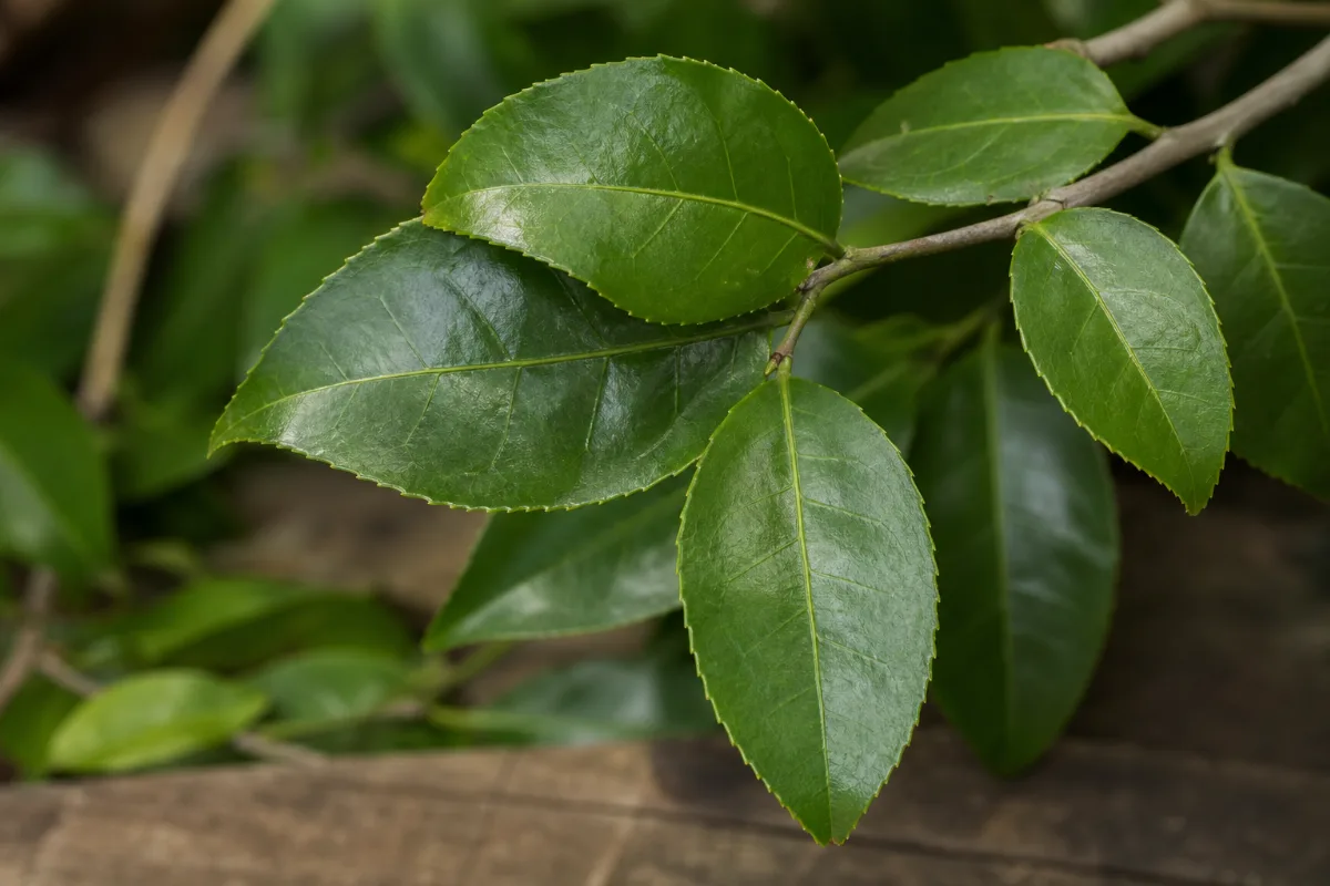 Close-up of guayusa (Ilex guayusa) leaf