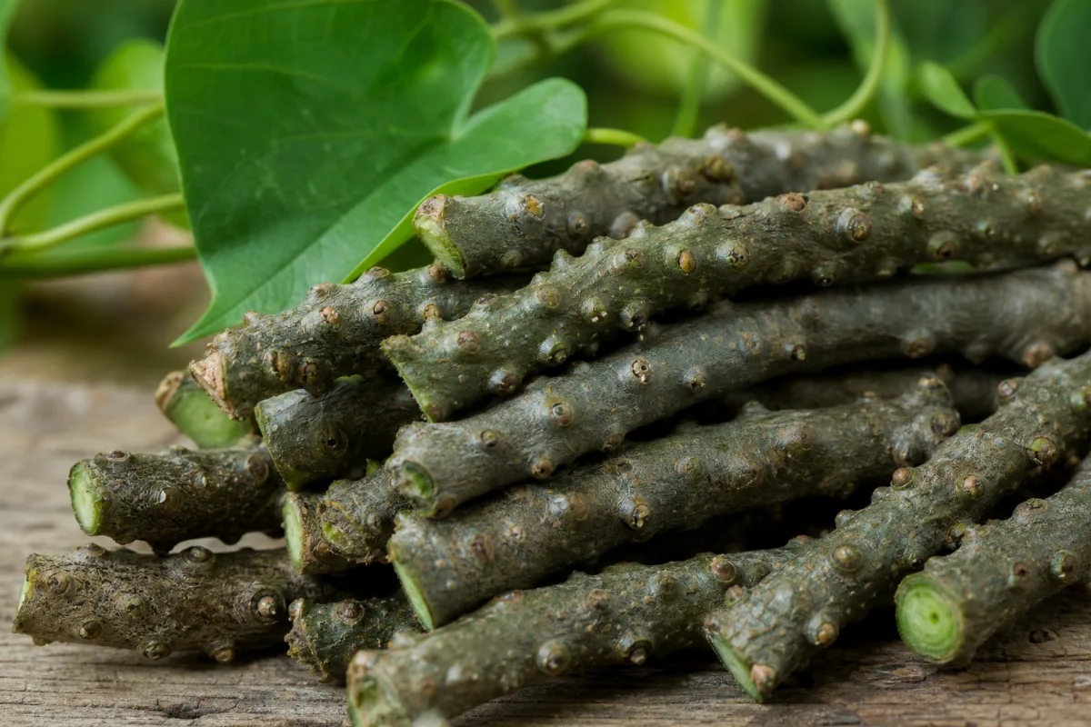 Close-up of guduchi (giloy) (tinospora cordifolia): evidence, safety and how it is used