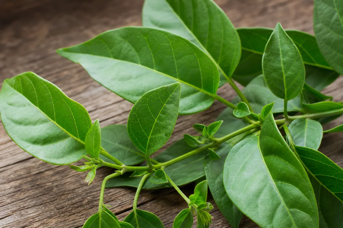 Close-up of gymnema (gymnema sylvestre): uses, evidence and safety