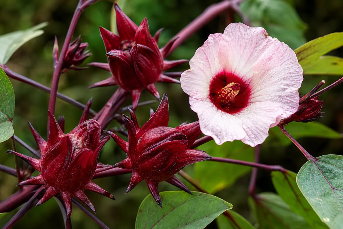 Close-up of hibiscus