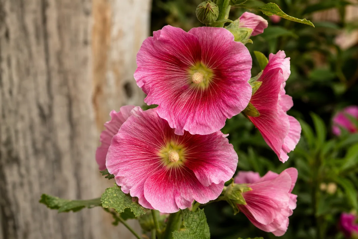 Hollyhock (Alcea rosea)
