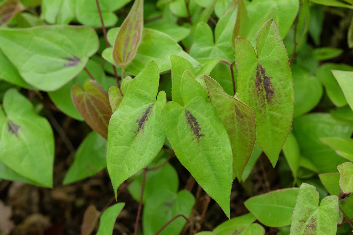 Dried horny goat weed leaf