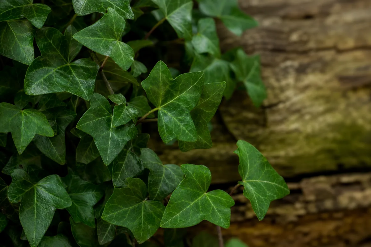 Close-up of ivy leaf (hedera helix): uses, evidence and safety