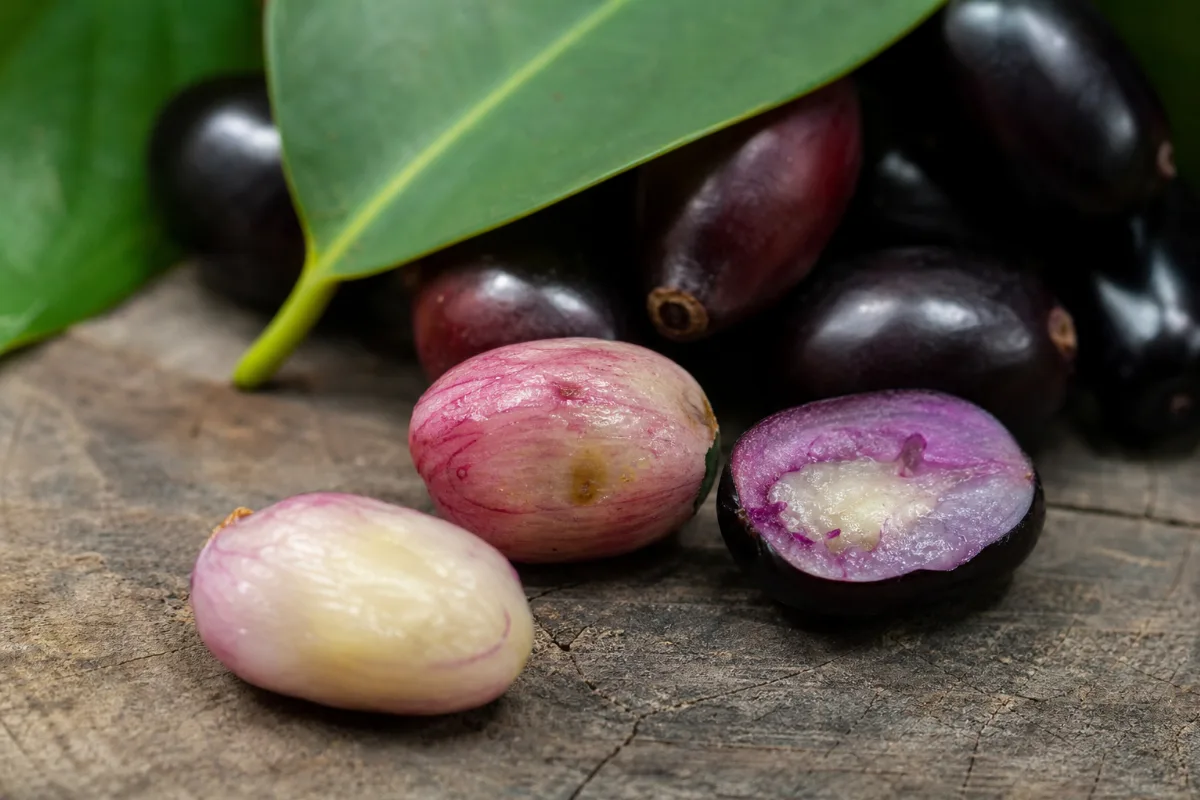 Close-up of jamun (java plum seed) (syzygium cumini): uses, evidence and safety