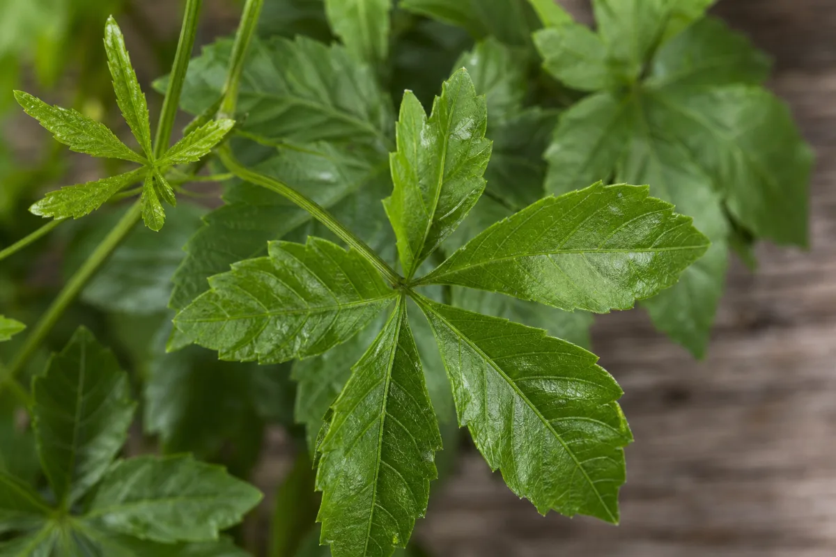 Close-up of jiaogulan (gynostemma) (gynostemma pentaphyllum): evidence, safety and how it is used