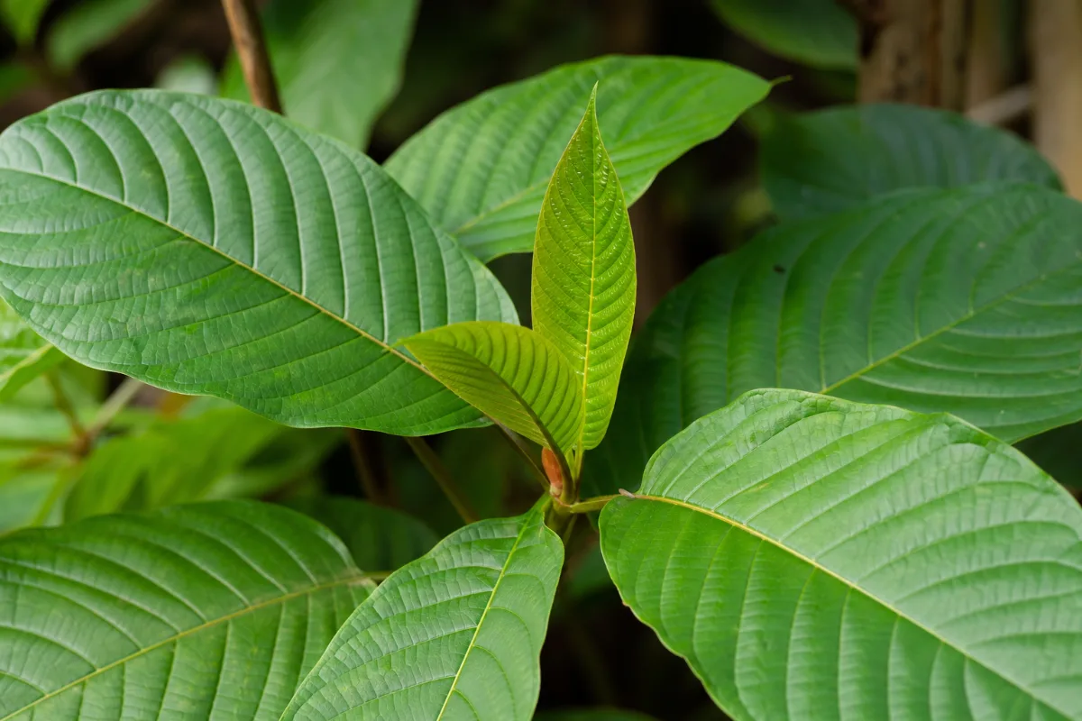 Kratom (Mitragyna speciosa) leaf