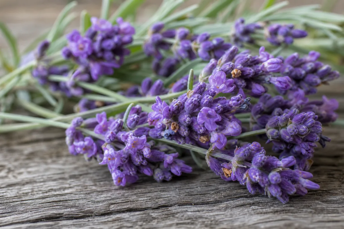 Close-up of lavender (lavandula angustifolia) as a herb: uses, evidence and safety
