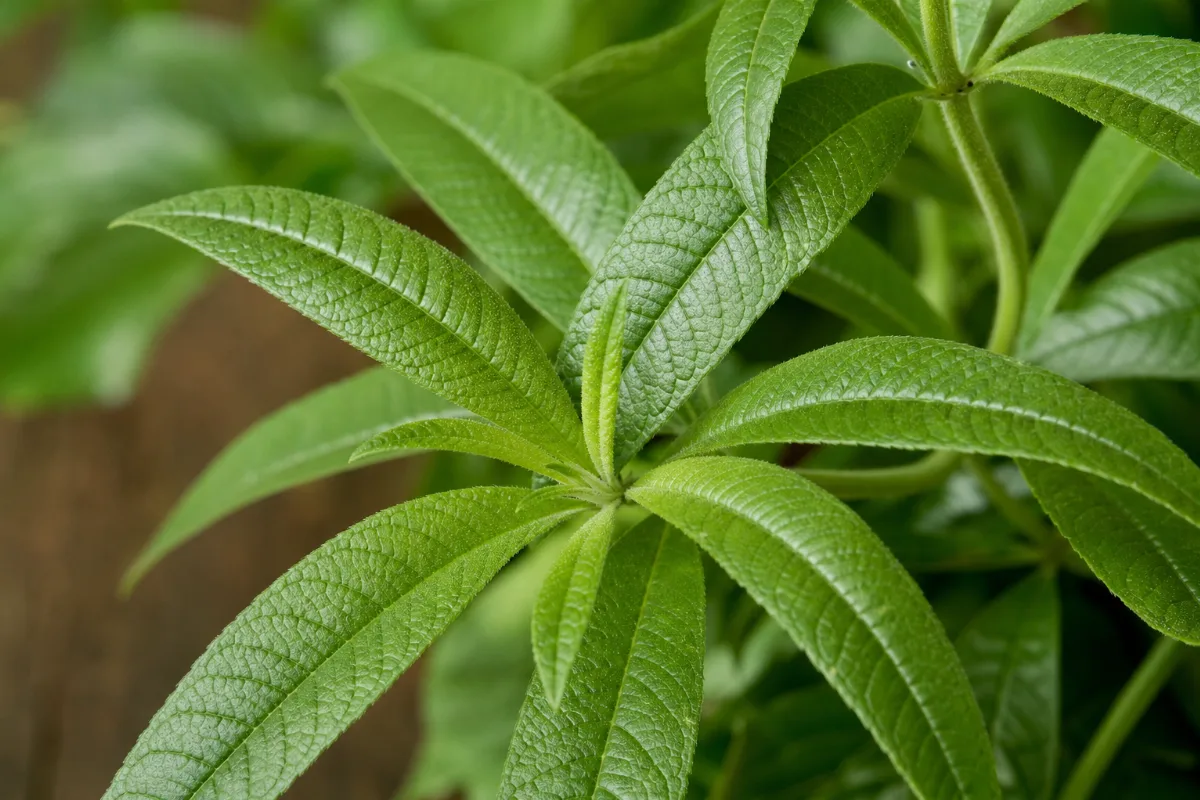 Close-up of lemon verbena (aloysia citrodora): uses, evidence and safety