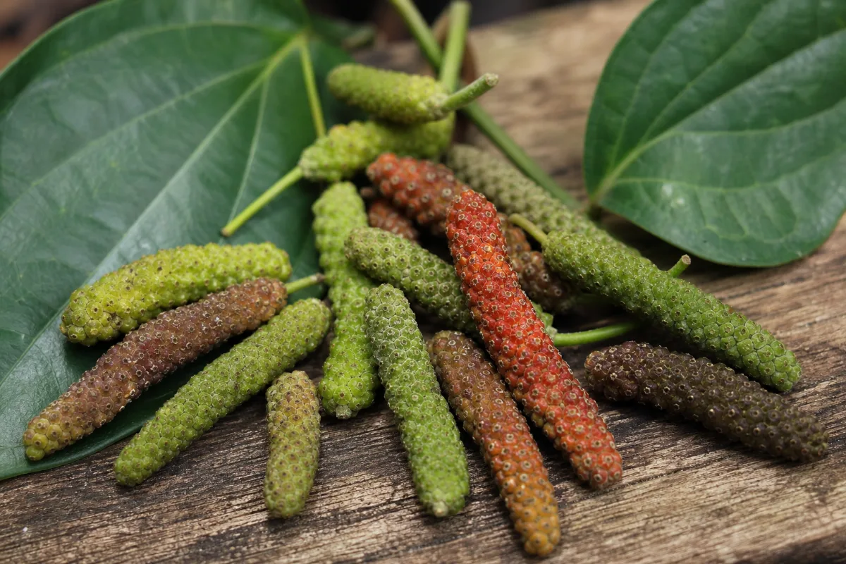 Close-up of long pepper (Piper longum) dried fruit spikes