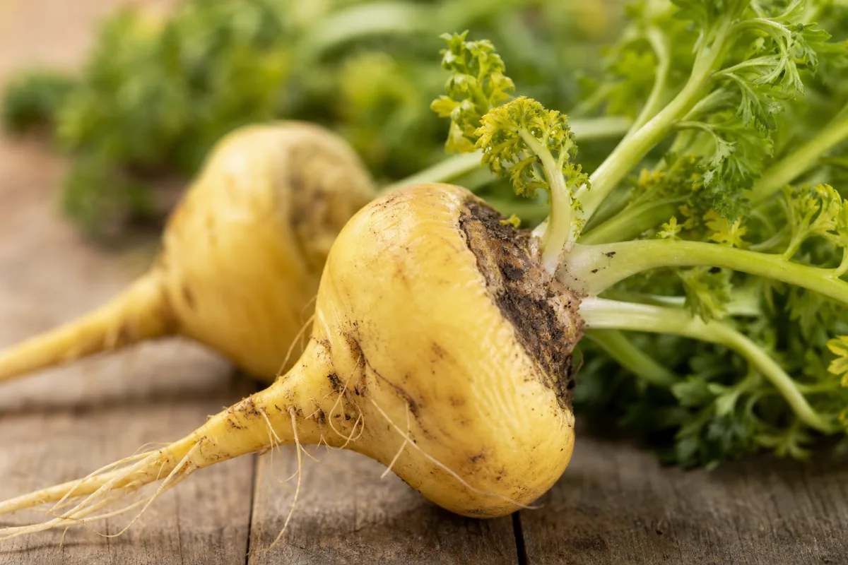 Close-up of maca