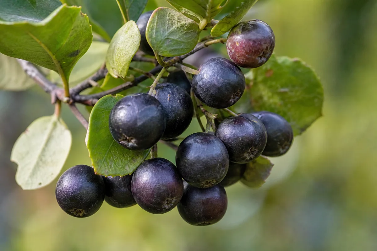 Close-up of maqui berry (aristotelia chilensis): uses, evidence and safety