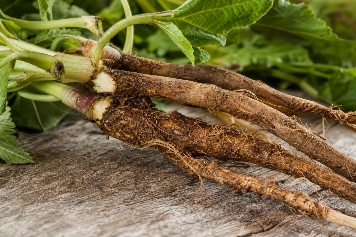 Close-up of marshmallow root (althaea officinalis): uses, evidence and safety