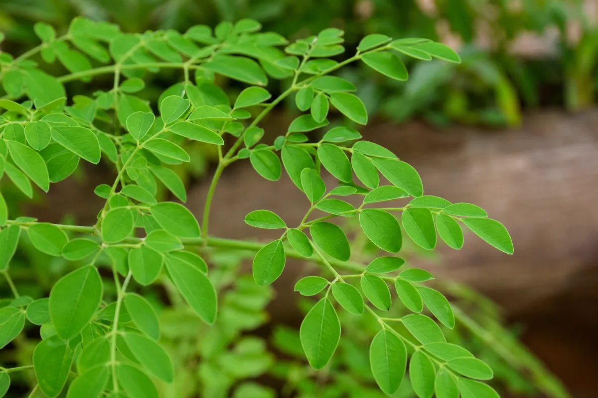 Moringa (Moringa oleifera) leaf, close up