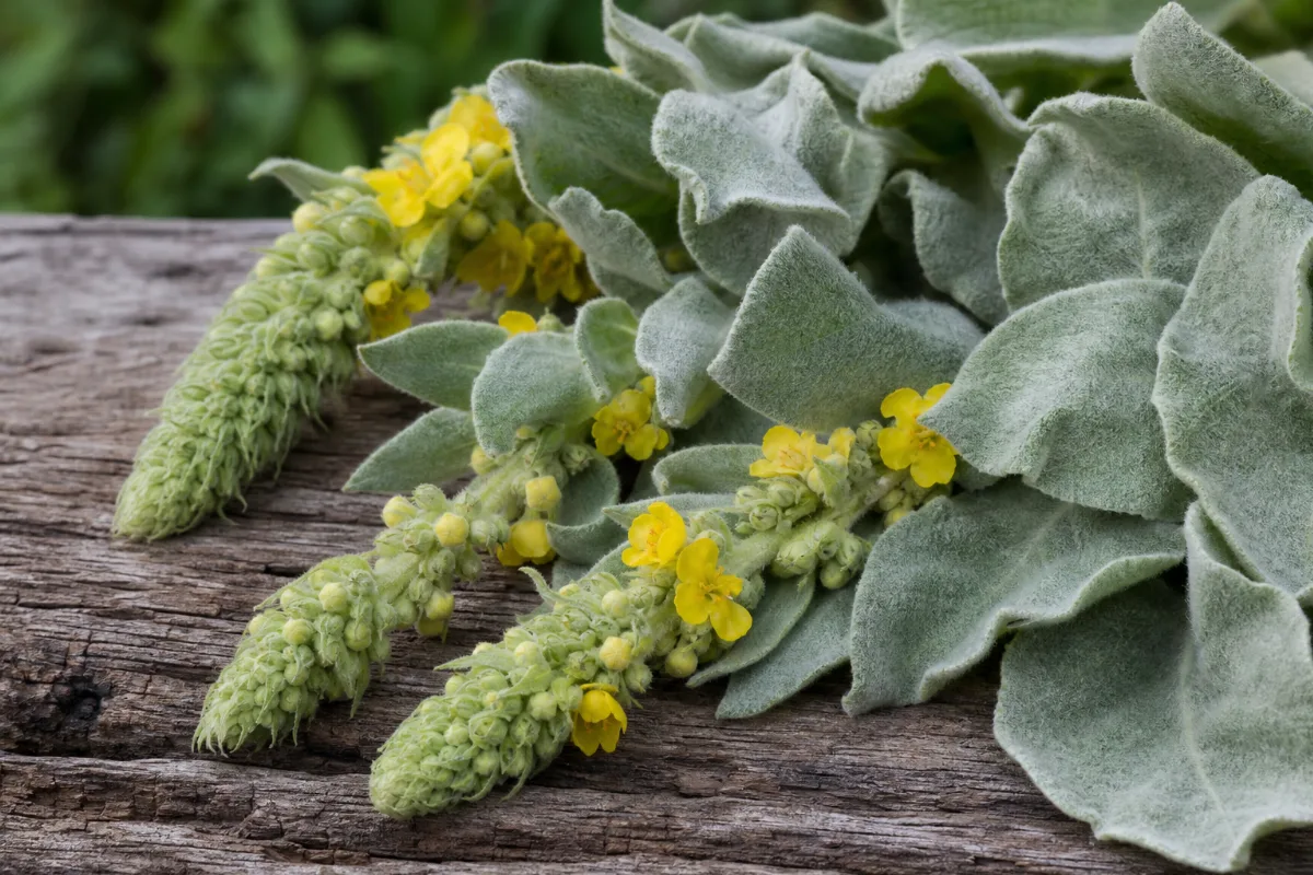 Close-up of mullein (verbascum thapsus): uses, evidence and safety