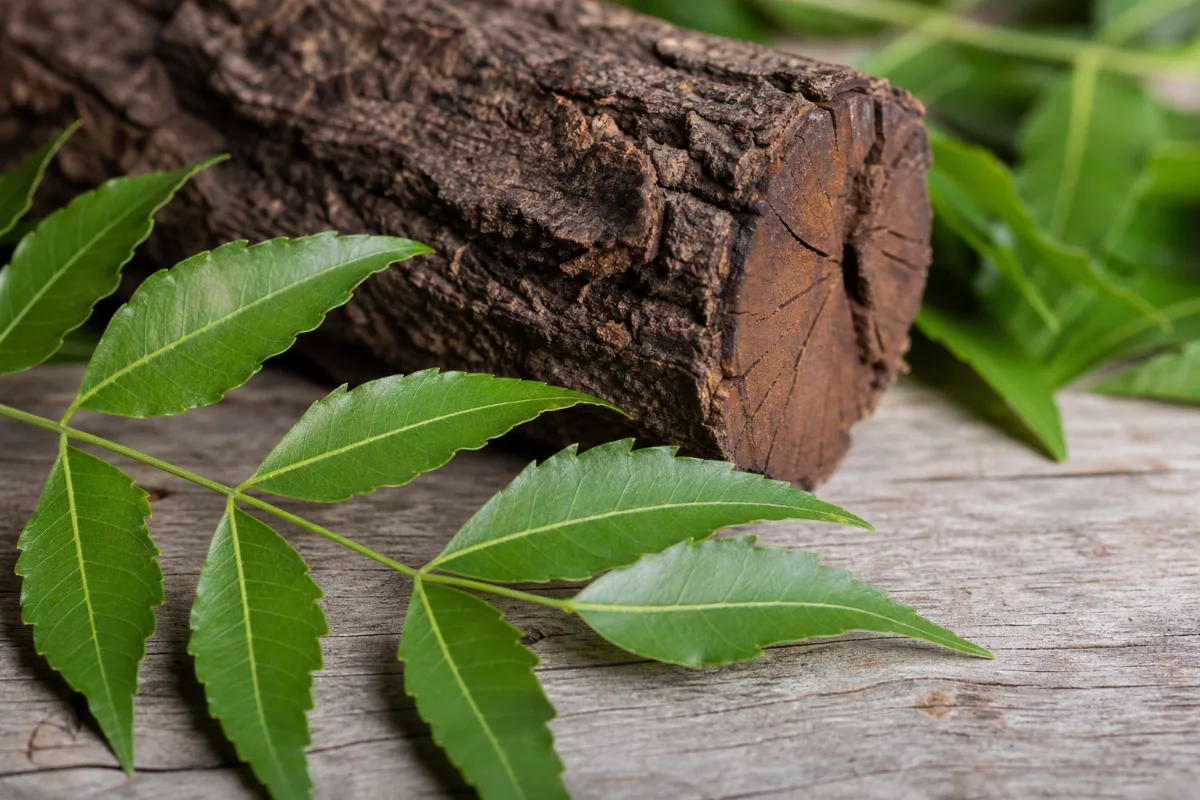 Close-up of neem