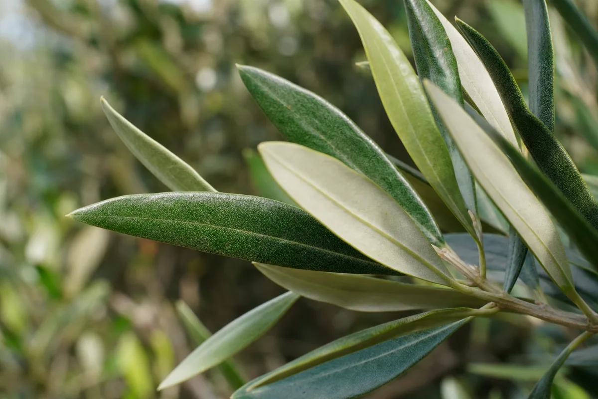 Close-up of olive leaf (olea europaea): uses, evidence and safety