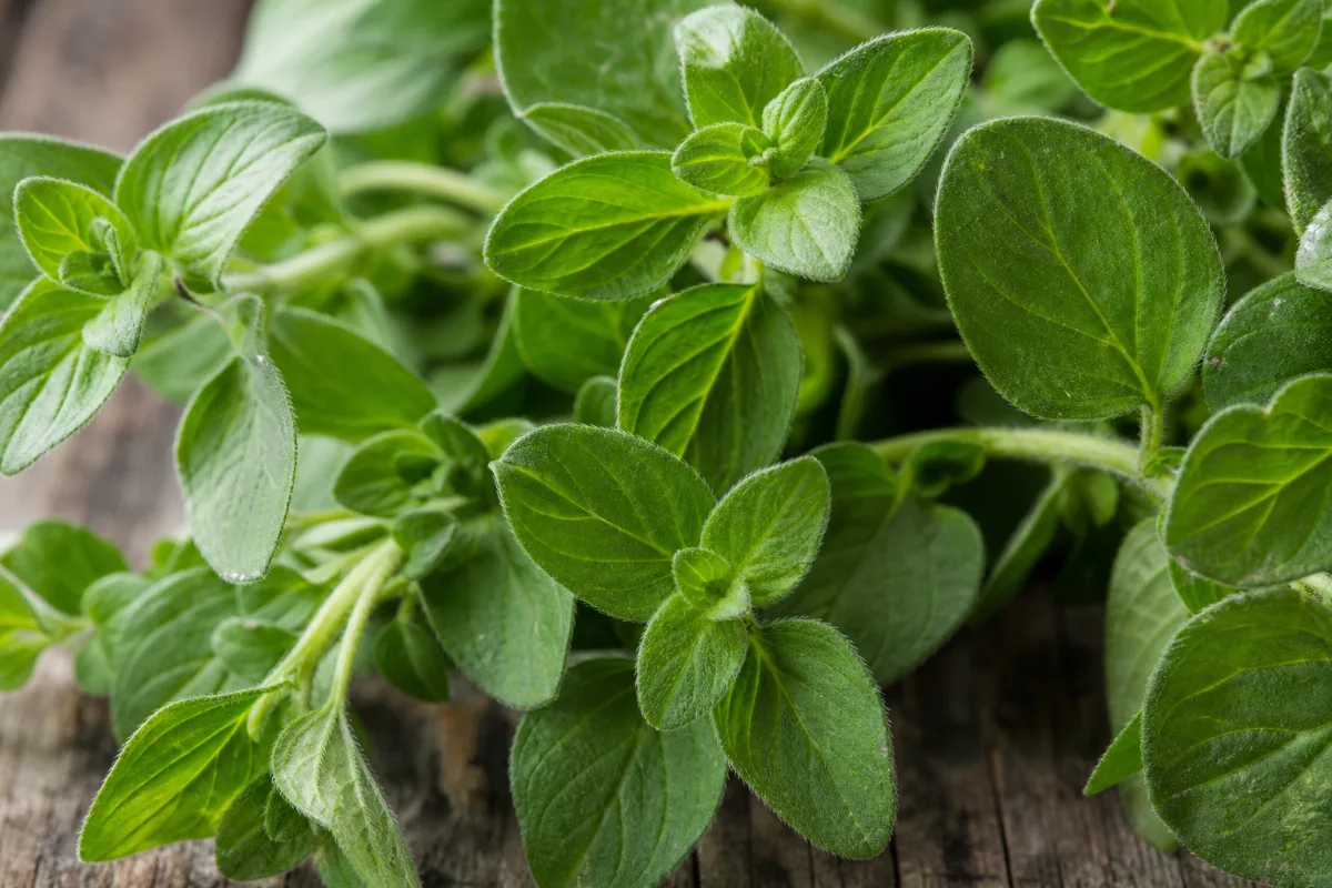 Close-up of oregano (origanum vulgare): uses, evidence and safety