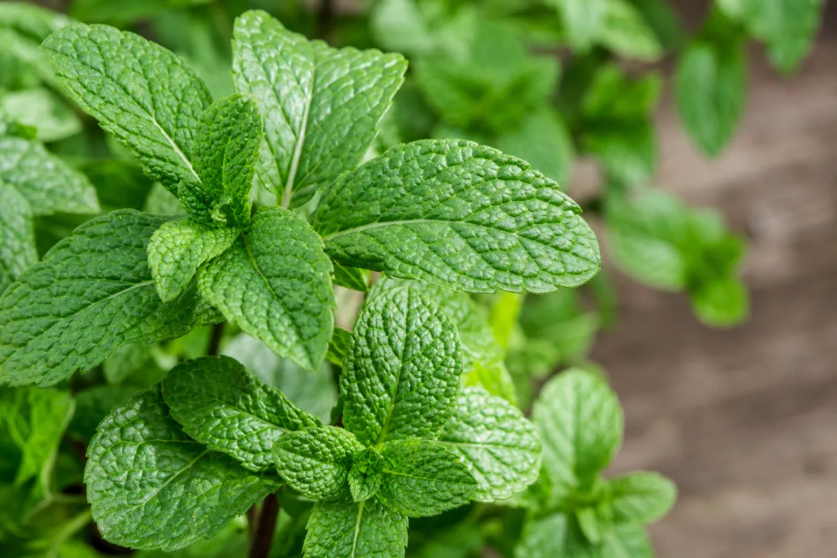 Close-up of peppermint