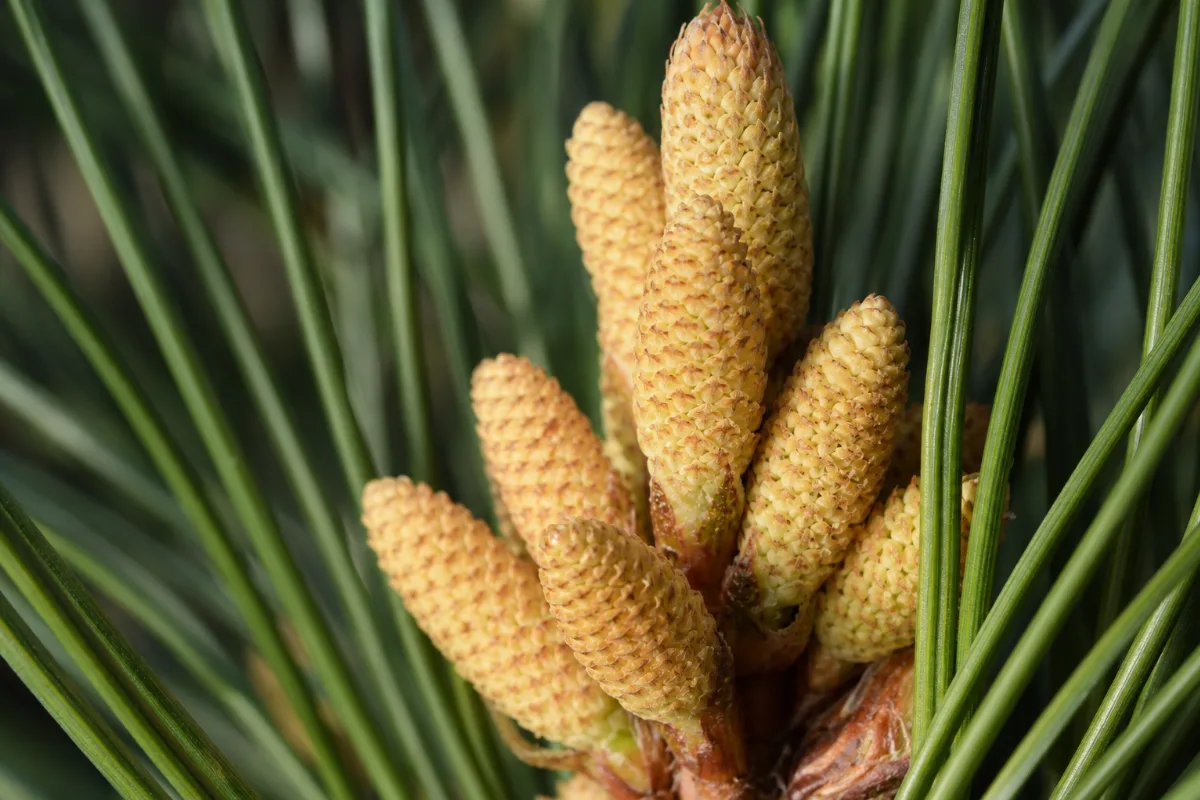 Close-up of pine pollen (pinus species): evidence, safety and how it is used