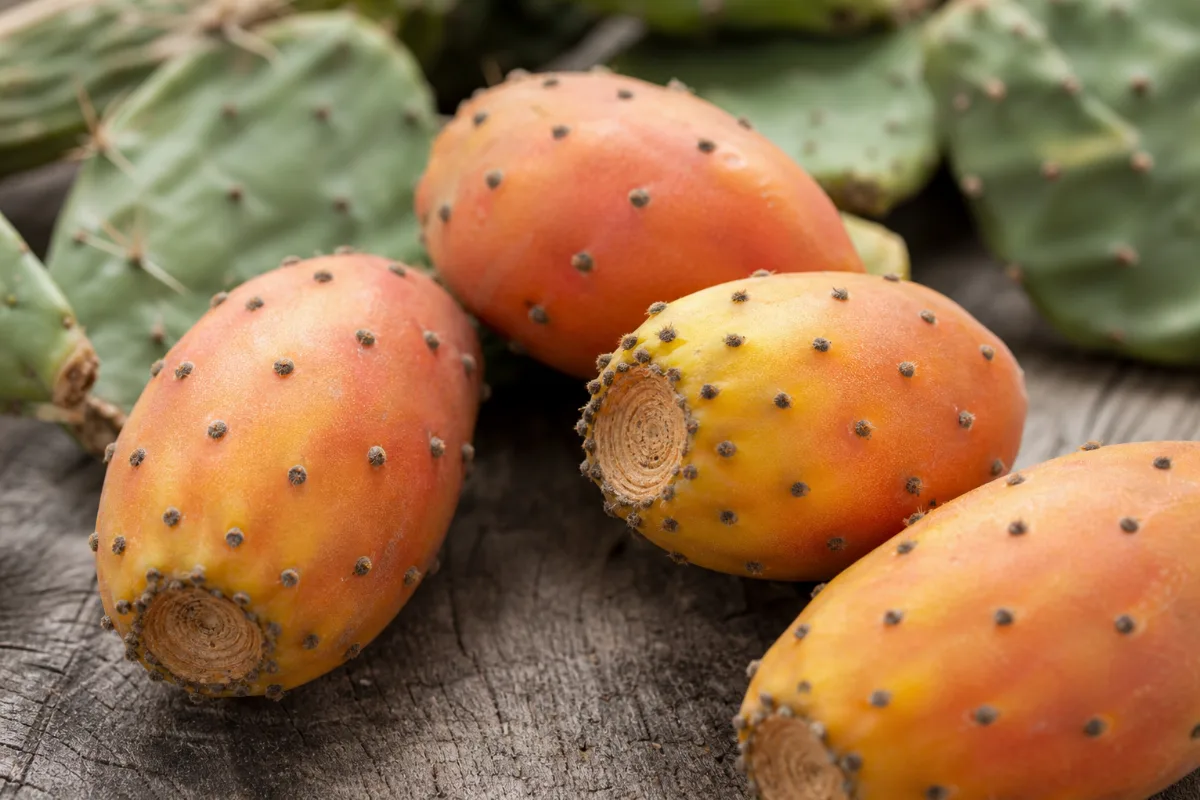 Close-up of prickly pear (nopal) (opuntia ficus-indica): uses, evidence and safety