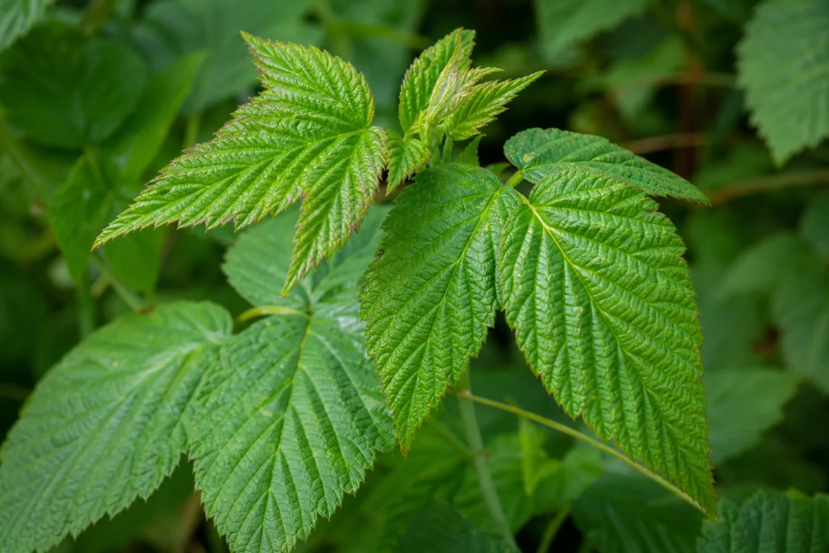 Close-up of red raspberry leaf (rubus idaeus): uses, evidence and safety