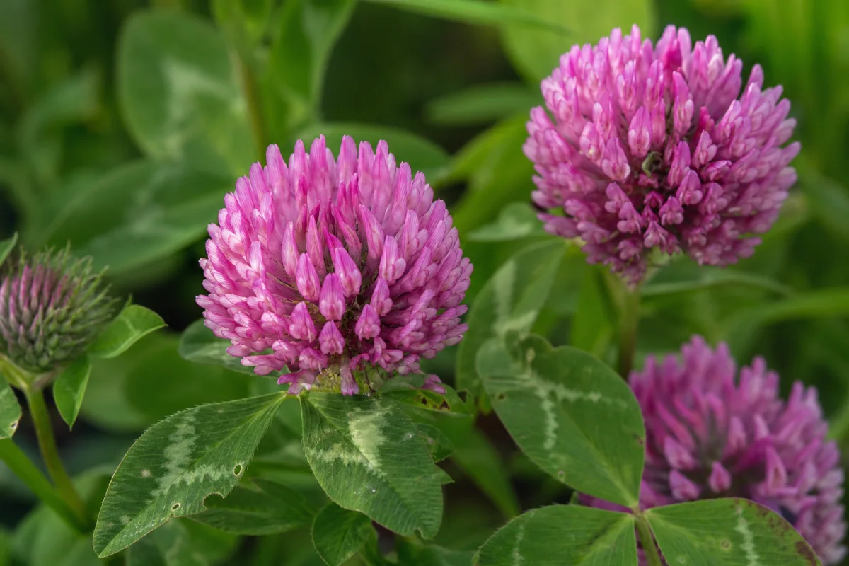 Close-up of red clover (trifolium pratense): uses, evidence and safety