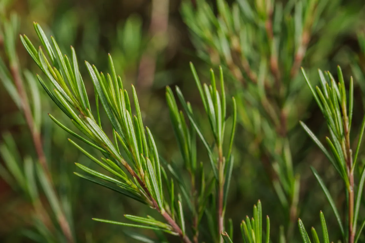Rooibos (Aspalathus linearis) leaves, close up