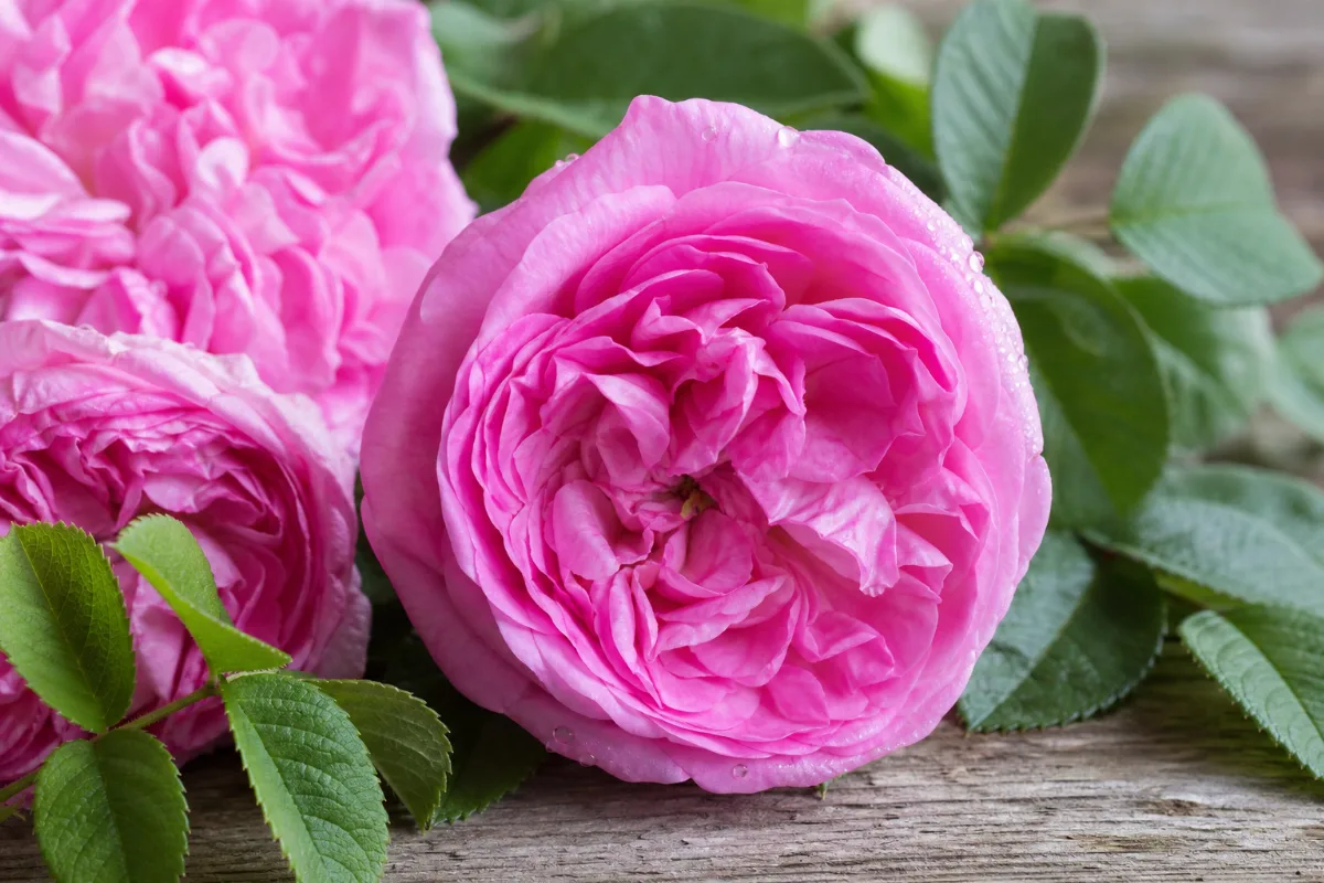 Close-up of damask rose (Rosa damascena) flower petals